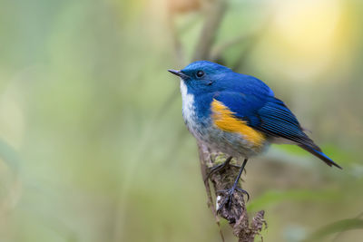 Close-up of bird perching outdoors