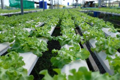 Plants growing in greenhouse