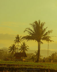 Palm trees on field against sky during sunset