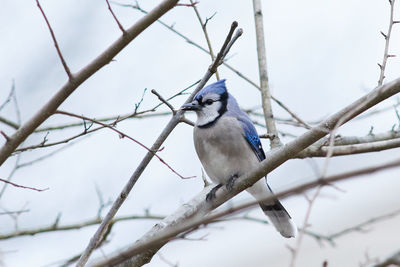 Low angle view of bird perching on branch