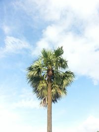 Low angle view of palm trees against cloudy sky