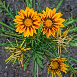 Close-up of yellow flowering plant