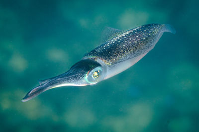 Squid swimming underwater in the tropical sea