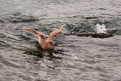 Turtle swimming in water