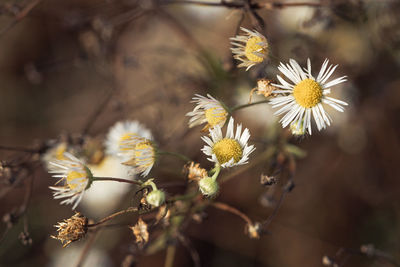 Close-up of yellow flowering plant