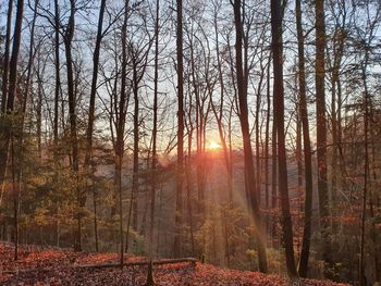Sunlight streaming through trees in forest