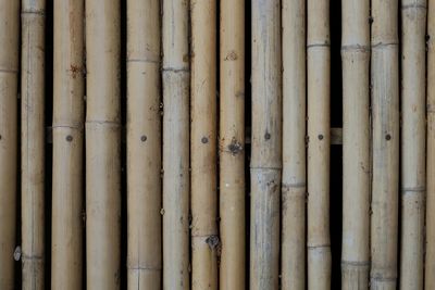 Full frame shot of bamboo