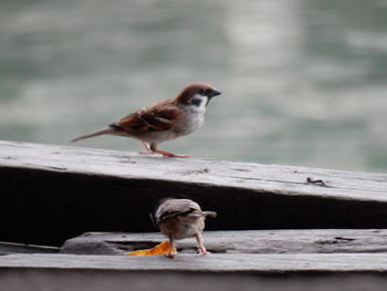 Close-up of birds perching on wood