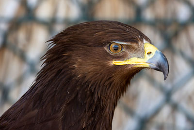 Close-up of eagle