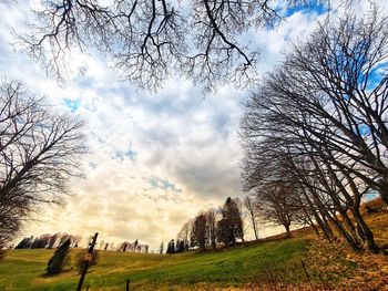 Bare trees on field against sky