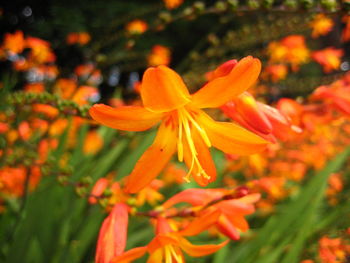 Close-up of orange flower