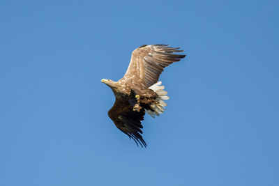 Low angle view of eagle flying in sky