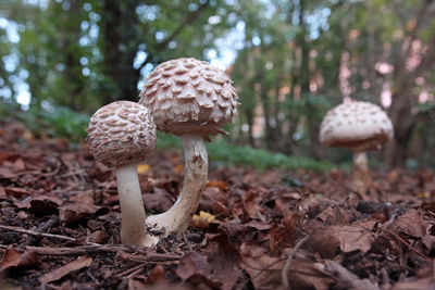 Close-up of mushroom growing on field