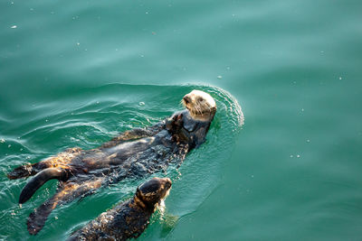 High angle view of man swimming in sea