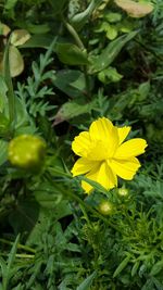 Close-up of yellow flowers blooming in field