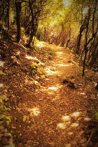 Dirt road passing through forest