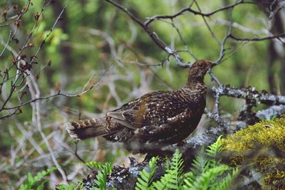 Close-up of bird perching on branch