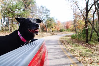 Dog looking away while sitting on road