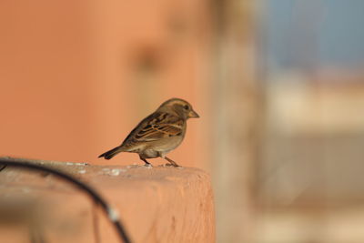 Close-up of bird perching on wood