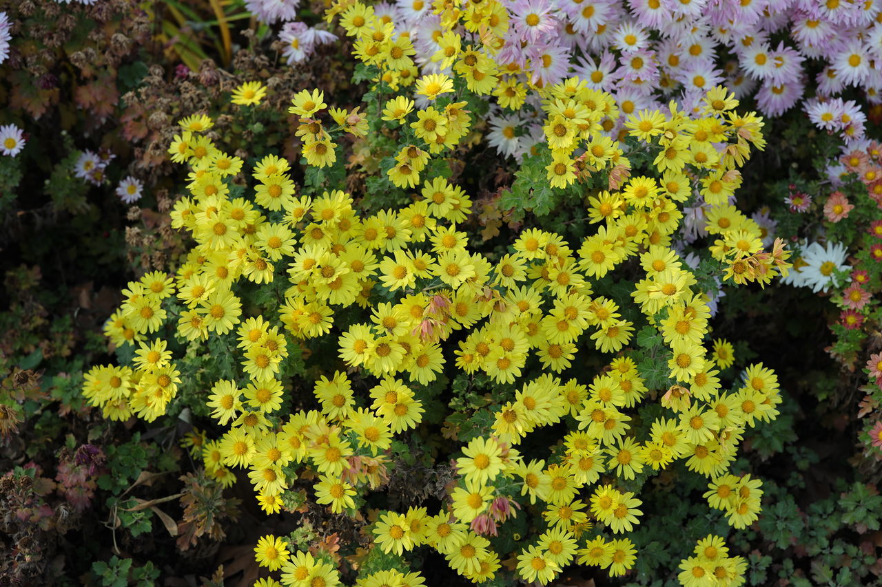 plant, flowering plant, flower, growth, beauty in nature, yellow, freshness, nature, fragility, high angle view, day, no people, shrub, flower head, outdoors, wildflower, inflorescence, close-up, subshrub, land, green, botany, field, abundance, petal, full frame, leaf