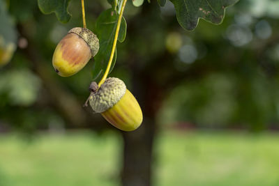 Close-up of lemon growing on tree