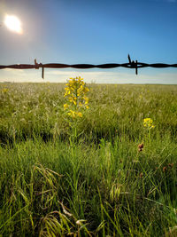 Scenic view of field against clear sky