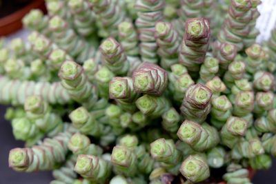 Close-up of potted succulent plants