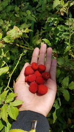 Cropped hand holding raspberries amidst plants