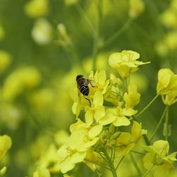 Close-up of bee pollinating on yellow flower
