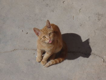 Portrait of ginger cat sitting on sand