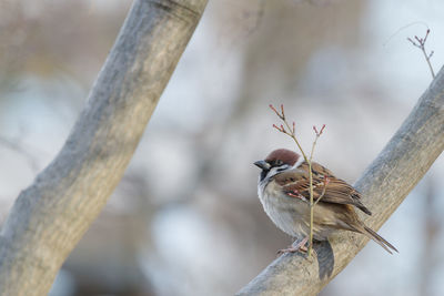 Close-up of bird perching on branch