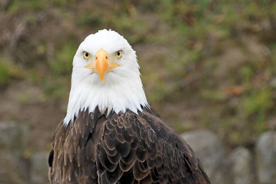 Close-up of eagle against blurred background