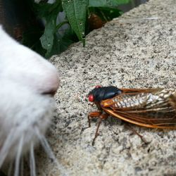 Close-up of insect on leaf