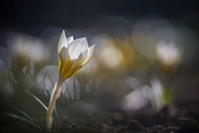 Close-up of white crocus flower on field