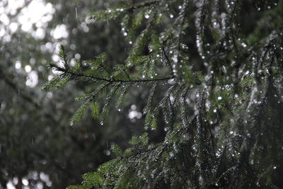 Close-up of raindrops on pine tree