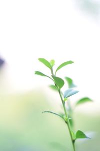 Close-up of plant against sky