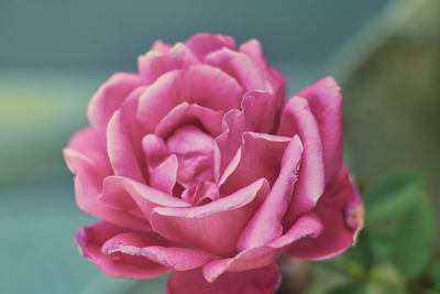 Closup of fresh beautiful pink rose flower