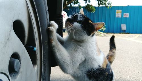 Cat rearing up on car