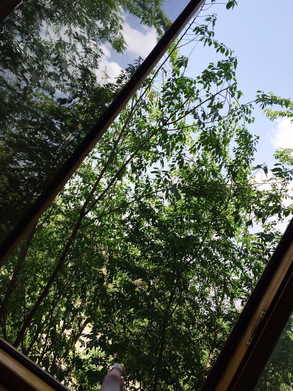 tree, low angle view, growth, branch, green color, part of, clear sky, sky, cropped, nature, day, sunlight, outdoors, railing, one person, personal perspective, tree trunk, green, window