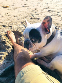 High angle view of dog on beach