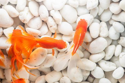 High angle view of fish in container