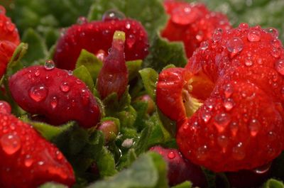 Close up of red flower