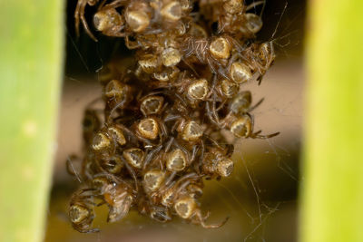 Close-up of insect on plant