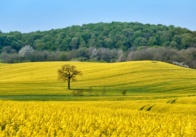 Scenic view of oilseed rape field against sky