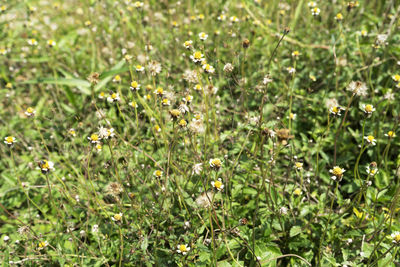 Close-up of flowering plant on field