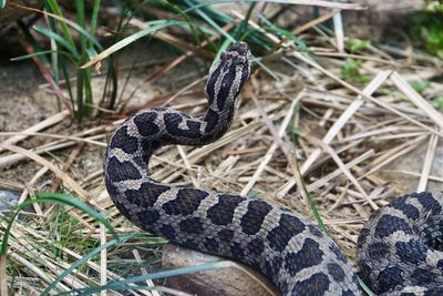 snake