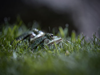 Close-up of crab on grass