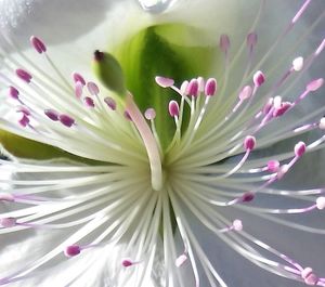 Full frame shot of pink flower