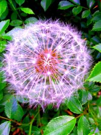 Close-up of purple flower blooming outdoors