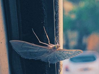 Close-up of butterfly on window